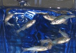 Zebra Fish pesce zebra ricerca biotecnologie